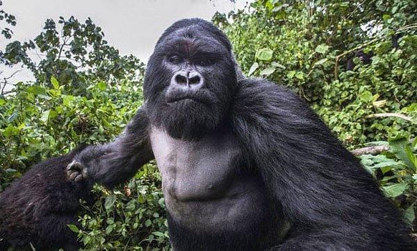 Goriller, dünyanın en güçlü hayvanlarından biri olarak bilinir.