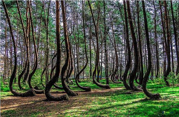 9. Polonya'da The Crooked Forest ismindeki eğri büğrü bir orman:
