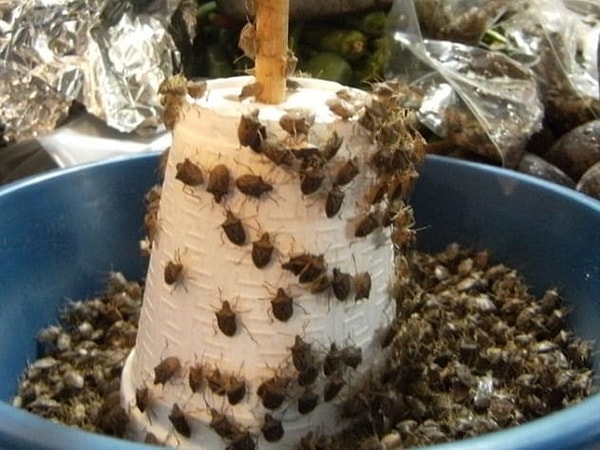 4. Мексика: клоп-вонючка