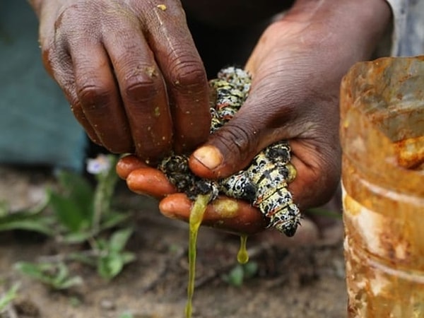 6. Зимбабве: гусеницы