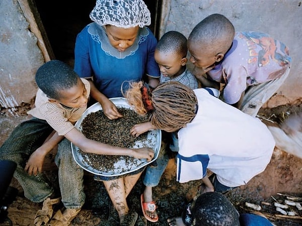 8. Кения: термиты