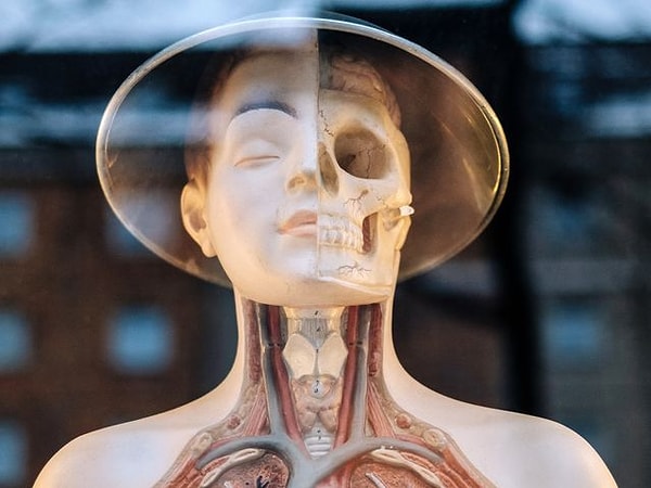 2. Сколько клеток в человеческом теле?