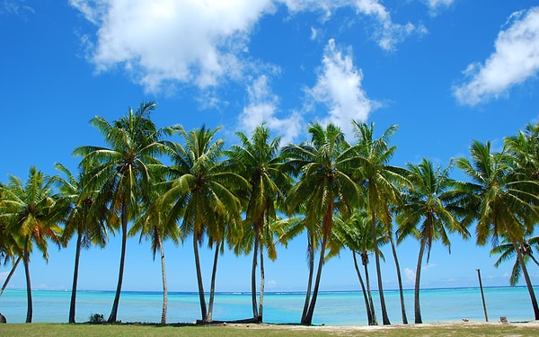 6. Сколько видов пальм существует в природе?