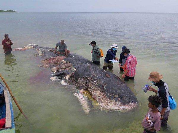Endonezya Çevre ve Orman Bakanlığı, dev balinaya 'dost' anlamına gelen Sobat adını verdi, Salı günü Kolowawa Kapota Köyüne defnedeceklerini açıkladı.