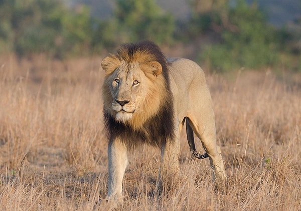 5. Кто из животных ежегодно является виновником большинства человеческих смертей в мире?