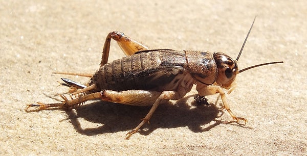 2. А кому принадлежат эти псевдонимы: Сверчок, Феофилакт Косичкин, Старый Арзамасец?