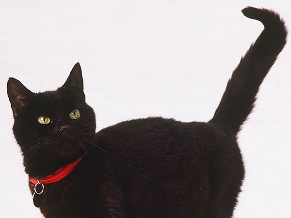 Посмотреть ответ: