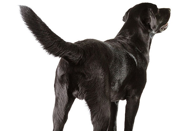 Посмотреть ответ: