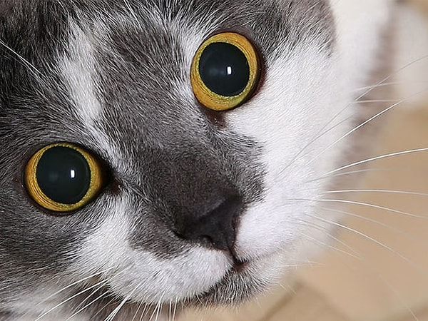 Посмотреть ответ: