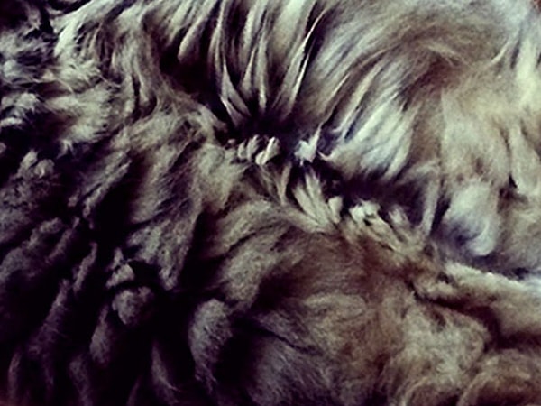 6. Кошачий мех или собачий? Кто перед вами?