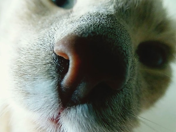 Посмотреть ответ: