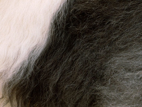 8. И последнее: собака или кошка?