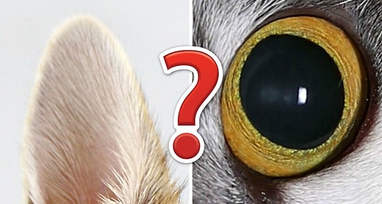 Тест: Кошка или собака? Сможете ли вы понять, кто перед вами?