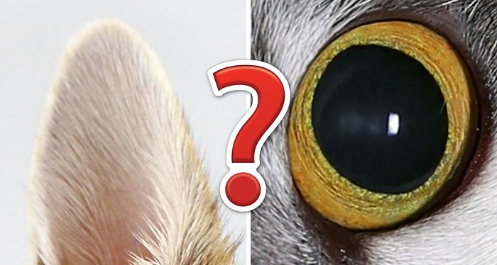 Тест: Кошка или собака? Сможете ли вы понять, кто перед вами?