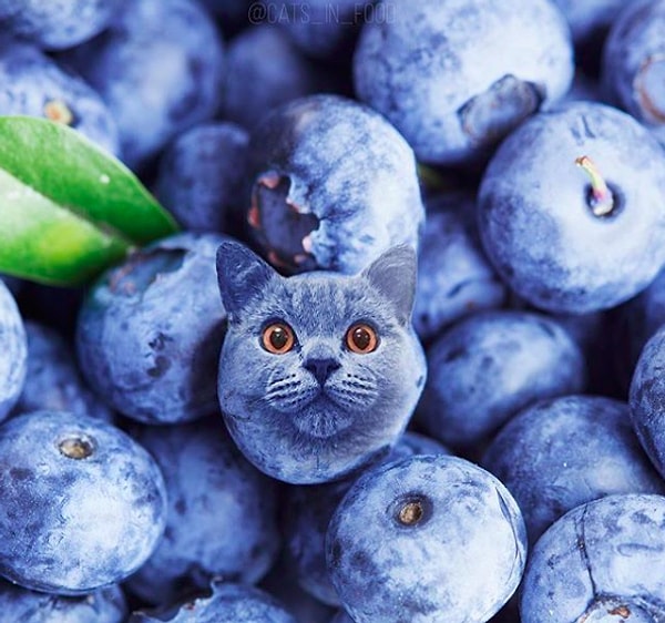 3. Кто первым найдет котика?