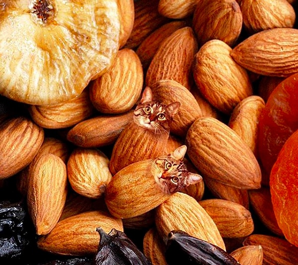 8. Кошки и миндаль :)