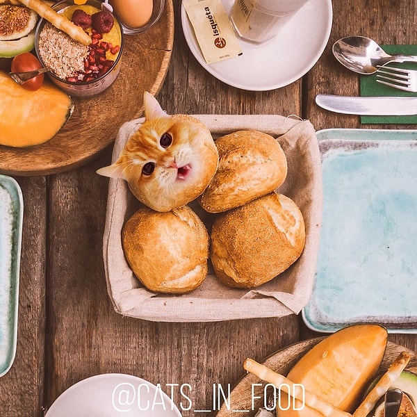 12. Кот-булочка: