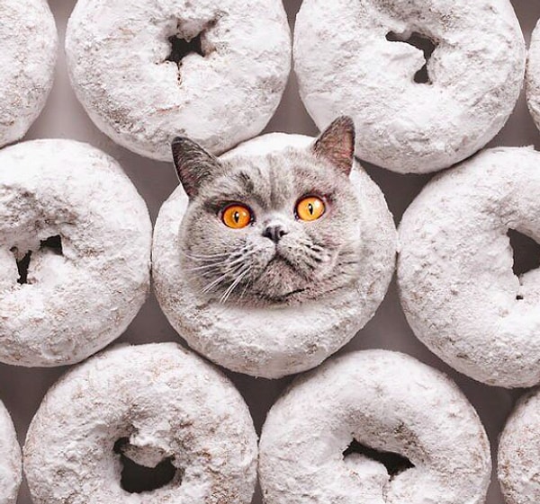 13. Это не может быть невкусно!