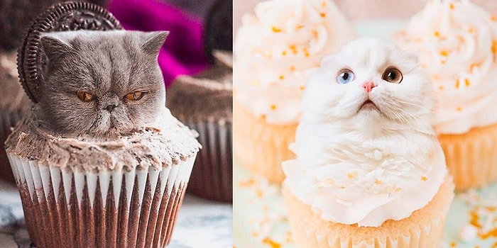 18 кошек, которые очень хорошо вписались в еду