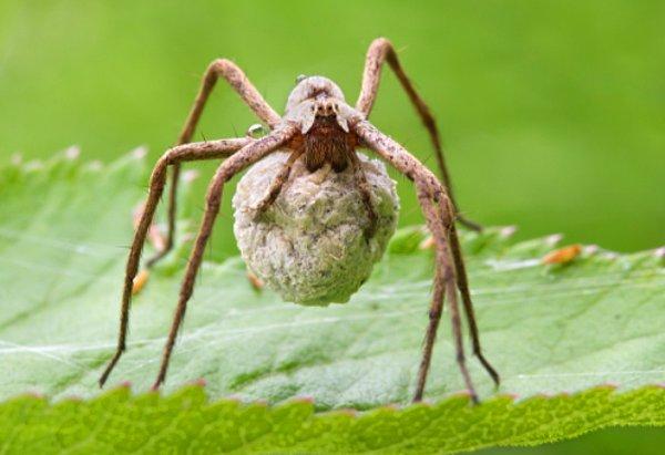 14. Erkek örümcekler, böcek yakalayıp dişilerine getirmek zorundalar. Dişi böceği yedikten sonra çiftleşebilirler.