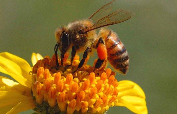 10. Bal arıları, bal üretene kadar yedikleri çiçek nektarını yutup geri çıkartırlar.
