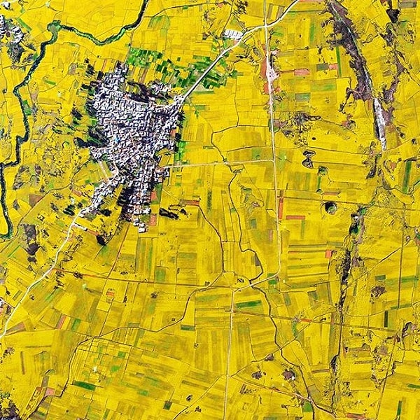 20. Цветы канолы, Китай