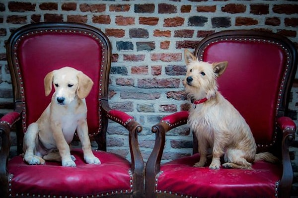 19. Самая дружелюбная страна по отношению к собакам