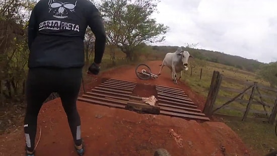 Önlerine Çıkan Boğa Yüzünden Yola Devam Edemeyen Bisikletlilerin Korkuyu İliklerine Kadar Hissettikleri Efsane Anlar