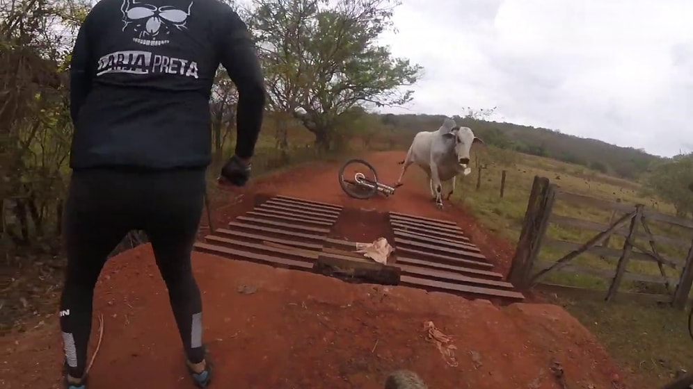 Önlerine Çıkan Boğa Yüzünden Yola Devam Edemeyen Bisikletlilerin Korkuyu İliklerine Kadar Hissettikleri Efsane Anlar