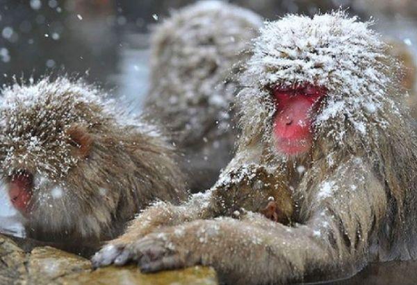 15. Snow monkeys wash their food in salt water before eating it.