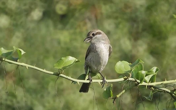 14. Northern shrikes stick their leftover carcasses up on pointy surfaces like thorns or fences for later.