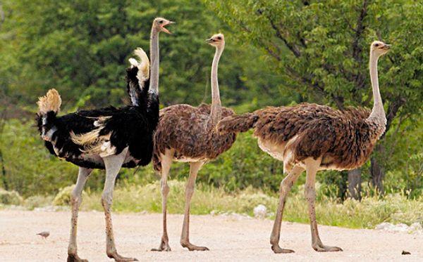 13. Ostriches eat stones to help them break down and digest their food.