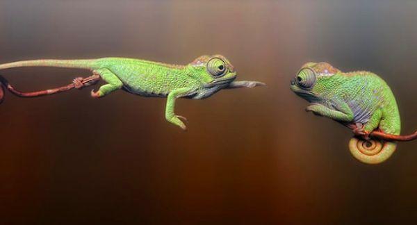 11. Chameleons can extend their tongues up to 1.5 times their body length to catch prey.