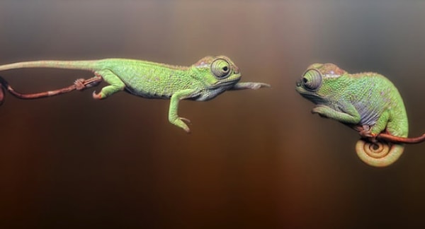 11. Chameleons can extend their tongues up to 1.5 times their body length to catch prey.