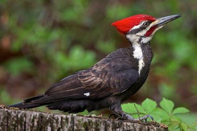 10. The tongue of a woodpecker is so long that it wraps around the skull. This protects the brain from harm while pecking.