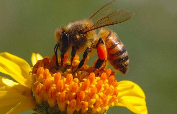 9. Honey bees must ingest and regurgitate flower nectar repeatedly until it becomes honey.