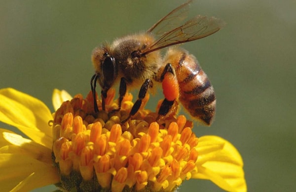 9. Honey bees must ingest and regurgitate flower nectar repeatedly until it becomes honey.