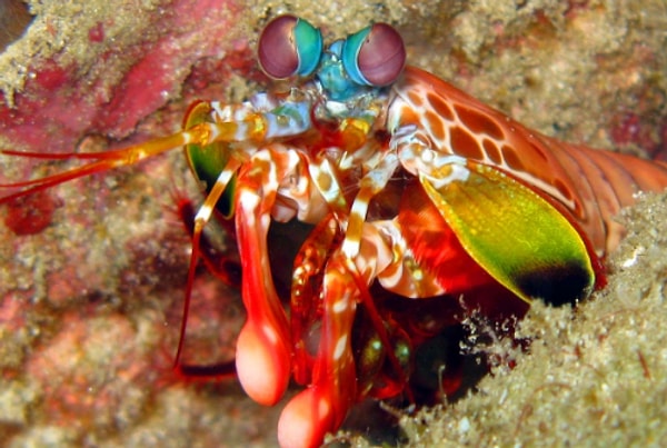 8. Mantis shrimp move their limbs up to 50 miles per hour to punch and smash their clam and crab prey.