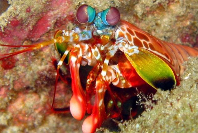 8. Mantis shrimp move their limbs up to 50 miles per hour to punch and smash their clam and crab prey.