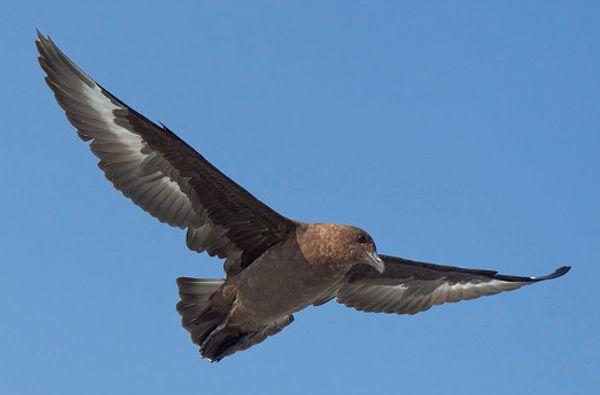 5. Skua birds harass other birds until they throw up their food and eat it.