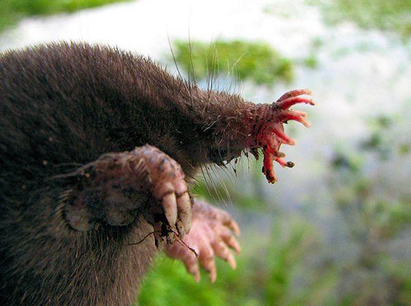 2. The star-nosed mole catches and eats its prey in a fraction of a second.