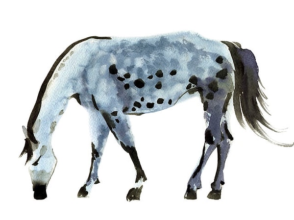 3. Что это за животное?