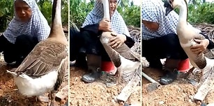 Bahçede Çalışan Kadına Kendini Sevdirmeye Çalışan Kaz ve Onunla Muhteşem Bir Bağ Kuran Teyze
