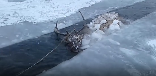 Buz Tutmuş Nehre Düşen Geyiği Kurtararak Hayatta Tutan Güzel İnsanlar!