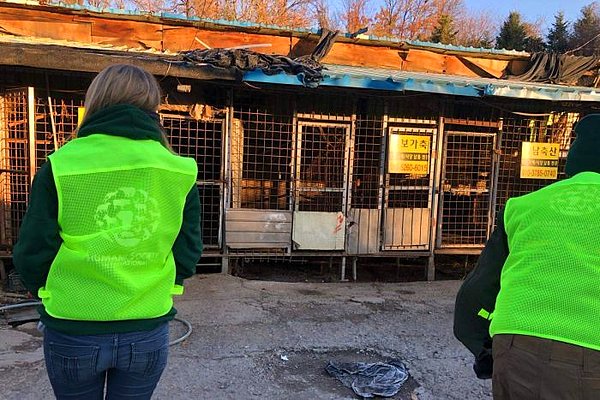 Kapatılan Taepyeong-dong mezbahasında yüzlerce köpek bulunuyordu. Köpekler elektrik verilerek öldürülüyor, tıraş ediliyor ve kesiliyordu.