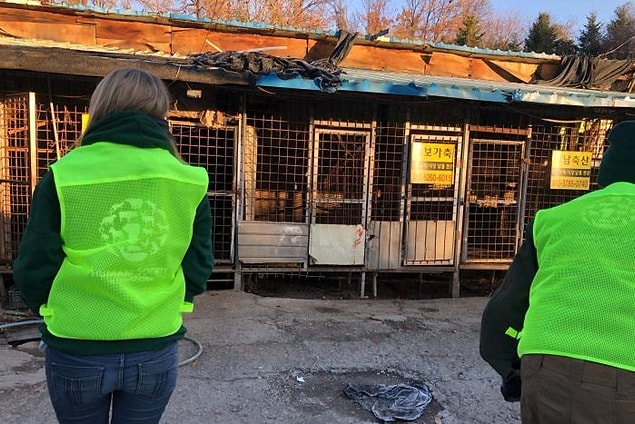 Kapatılan Taepyeong-dong mezbahasında yüzlerce köpek bulunuyordu. Köpekler elektrik verilerek öldürülüyor, tıraş ediliyor ve kesiliyordu.