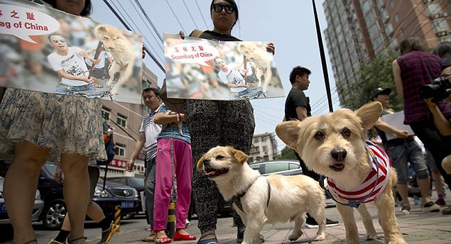 Ülke nüfusunun beşte biri de evcil hayvan olarak köpek besliyor.