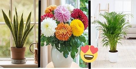 Evinizin Havasını Temizlerken Aynı Zamanda Güzelliğine Güzellik Katacak 17 Dekoratif Bitki