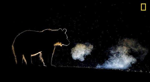 Kahverengi bir ayı, Romanya ormanlarında alanına izinsiz giren kişiyi kendi dilinde uyarıyor.