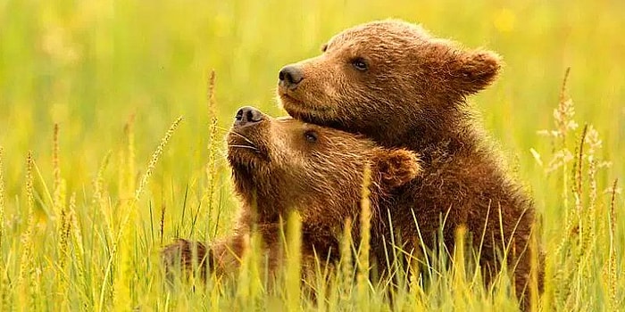 National Geographic поделились фотографиями, которые дошли до финала фотоконкурса этого года